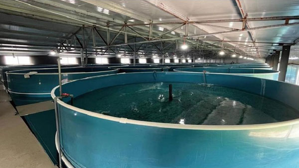 工厂化循环水养殖系统