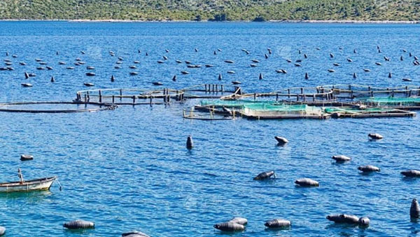 池塘工程化养殖系统