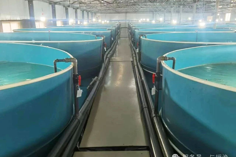 浅谈循环水养殖系统：一套系统如何实现水资源95%循环利用